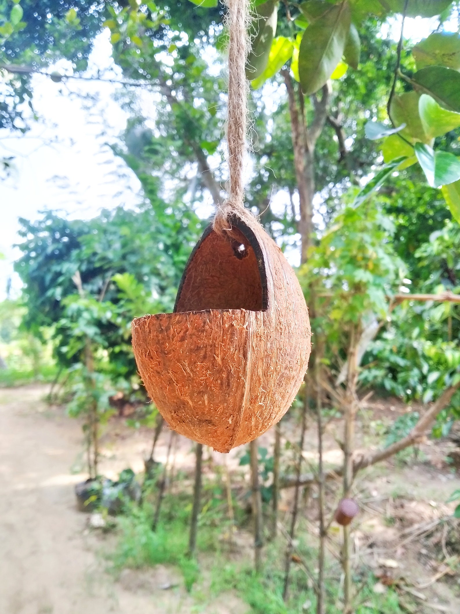 Handmade All Natural Coconut Shell Bird Seed Feeder Small Etsy