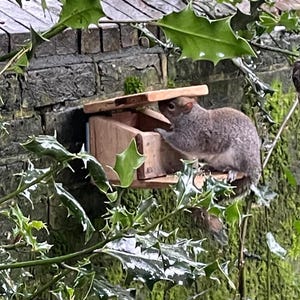 May include: A grey squirrel is perched on a wooden bird feeder, with its head inside the feeder. The feeder is mounted on a brick wall, surrounded by green foliage.