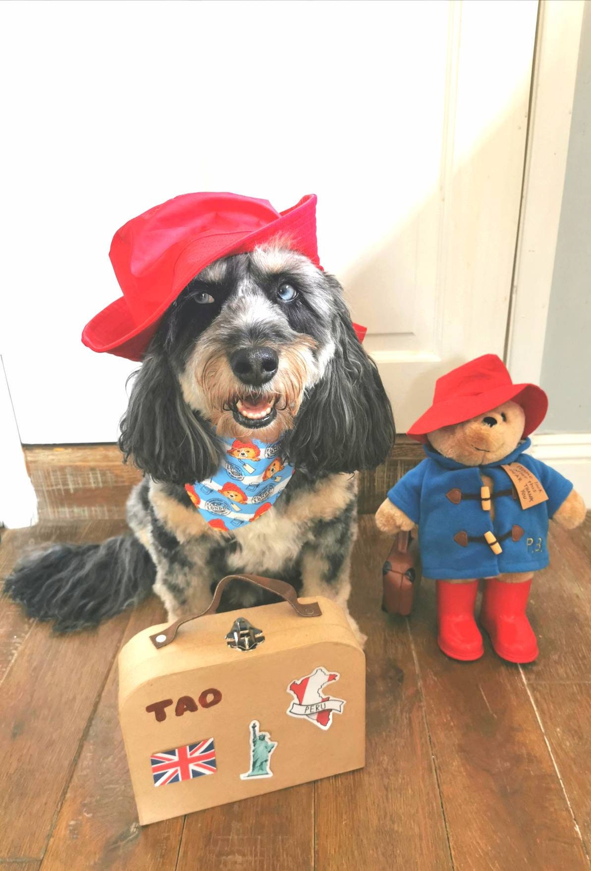 Paddington bear coat for dog 2025