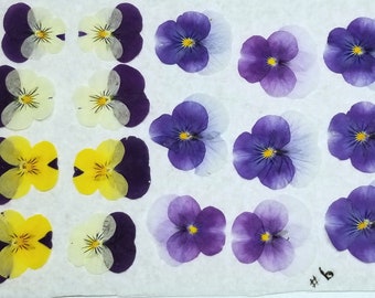 Pressed Dried Pansy Flowers, Card making, Resin Jewelry, Greeting cards, Stationary, Cake decor,