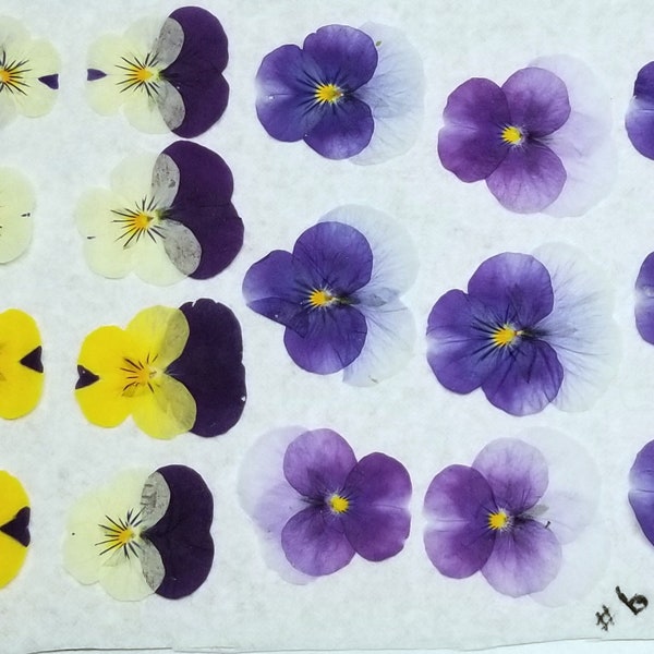 Pressed Dried Pansy Flowers, Card making, Resin Jewelry, Greeting cards, Stationary, Cake decor,