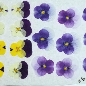 Pressed Dried Pansy Flowers, violas, Card making, Resin Jewelry, Greeting cards, Stationary, Cake decor,