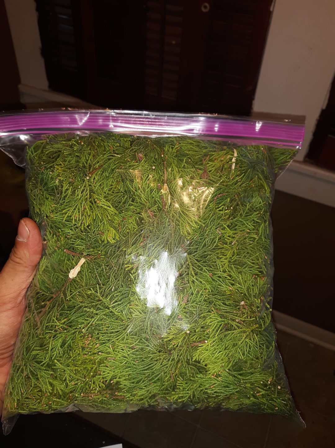 Cedar Needles 12oz FRESH super Health Tea Etsy