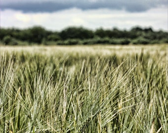 Barley Field Photography Print: Flaxton Landscape Wall Art (Digital Download)