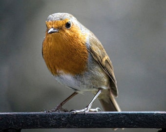 Unique Christmas Gift - Winter Robin Redbreast Original Artwork, Instant Digital Download