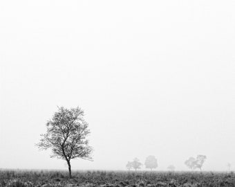 Misty Tree Landscape Photography: Peak District Art Print (Digital Download)