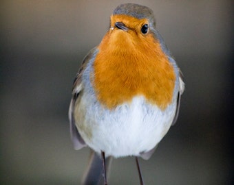 Winter Robin Redbreast Photo Print: Sheffield Nature Artwork (Digital Download)