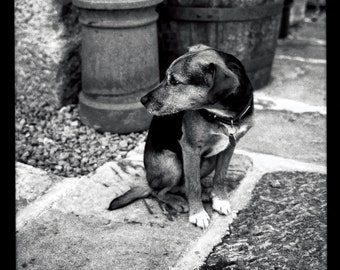 Dog Portrait Photography: Black and White Pet Print (Digital Download)