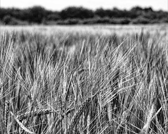 Black and White Barley Field Photography Print (Digital Download)