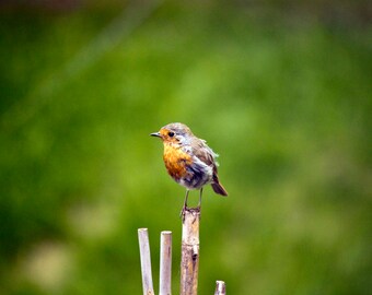 Robin Bird Photography Print: Nature Artwork (Digital Download)