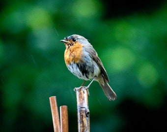 Rainy Robin Redbreast Photo Print: Nature Wildlife Artwork (Digital Download)