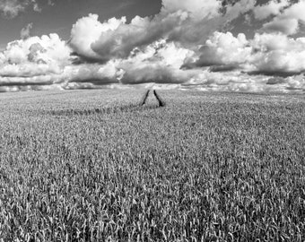 Corn Field Black and White Photography Print - Owston Ferry, UK (Digital Download)