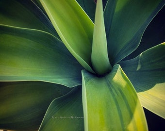 Impresión fotográfica de naturaleza suculenta/cuadrada (sin marco)
