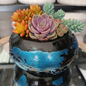 May include: A small, round, black and blue ceramic planter with a variety of succulents. The succulents include orange, green, and purple hues. The planter sits on a reflective surface, with white planters in the background.