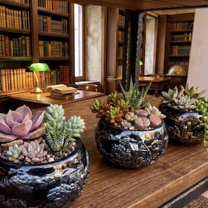 May include: Three succulent arrangements in dark, textured ceramic pots. The succulents display green, pink, and purple hues. The pots are arranged on a wooden surface, with a library setting in the background. The scene evokes a sense of calm.