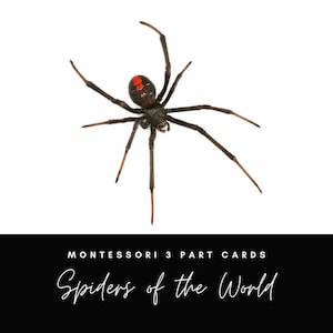 Tarjetas Montessori de 3 partes de Spider (Unidad de Naturaleza, Halloween, Telaraña de Charlotte)