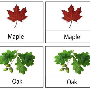 Boombladeren Montessori 3 deelkaarten (digitale download), plantkunde, blad, natuurstudie