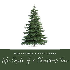 Levenscyclus van een kerstboom Montessori 3 deelkaarten