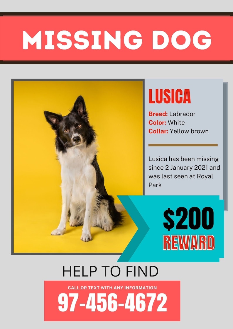 Full Editable Lost Dog Poster Template Printable Missing Dog Flyer, INSTANT  DOWNLOAD, Missing Poster Template - Lost Cat Possum For Missing Dog Flyer Template