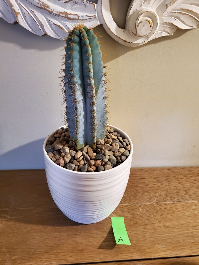 Pilosocereus Azureus blue candle cactus Etsy