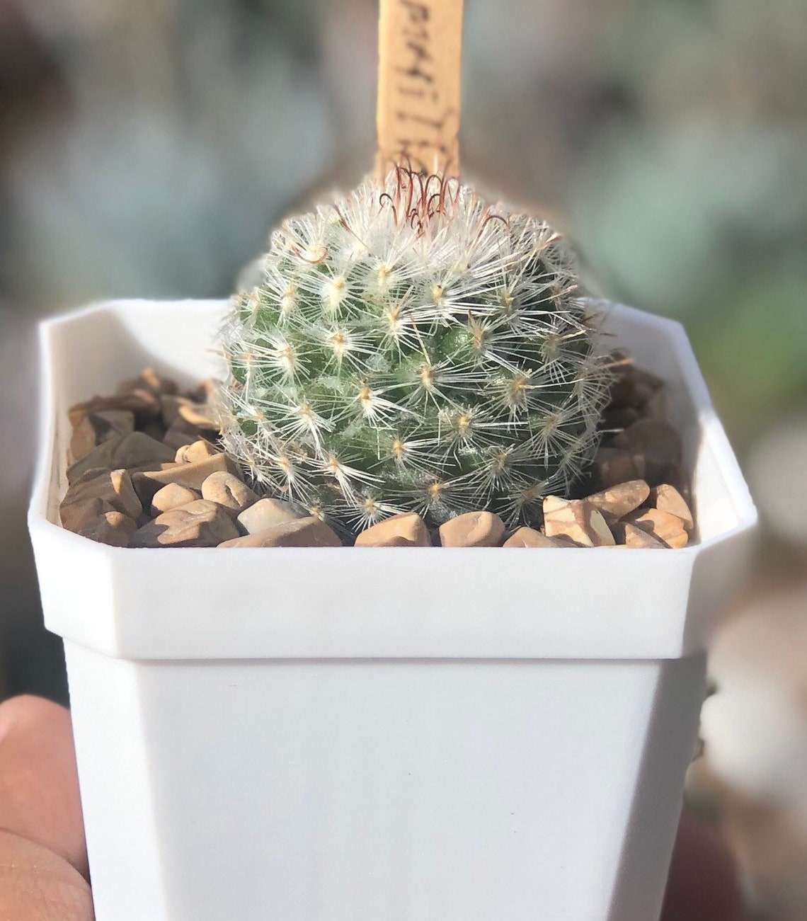 Mammillaria bocasana Powder Puff Cactus Etsy