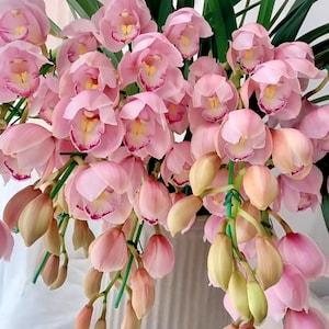 Cymbidium Orchid &quot;golden edge Fu Niang&quot;/福娘 Live plant in a nursery pot. No flowers now.