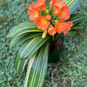 Variegated Clivia live  start plant ship with pot ,  No flowers now.
