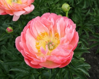 May include: Close-up of a coral-pink peony flower in full bloom, with a bright yellow center. The petals are layered and ruffled, surrounded by dark green leaves. A bud is visible in the background.