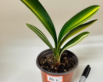 Variegated Clivia Start Plant  Select Your Plant. - Etsy