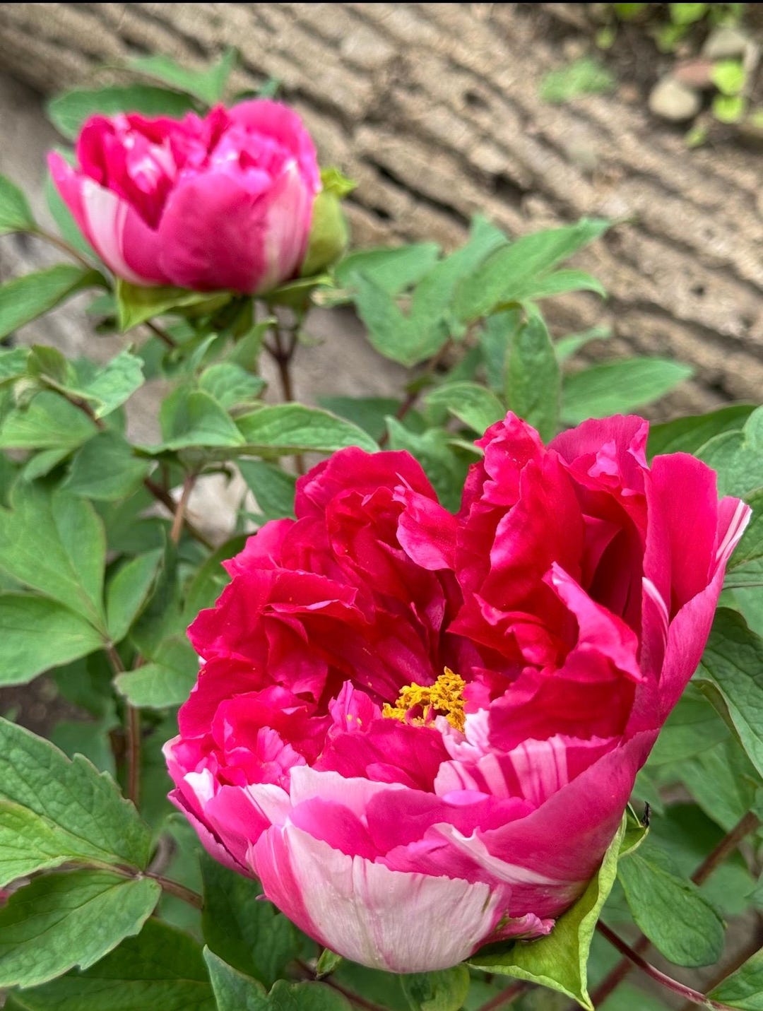 Pre-sell-tree Peonies / Random Variety /bare Root With 2-3