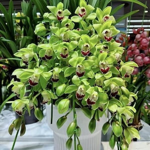 Cymbidium orchid/蕙兰live plant in a 4 inches nursery pot. No flowers now. image 1