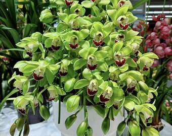 Cymbidium orchid/蕙兰live plant in a 4 inches nursery pot. No flowers now.