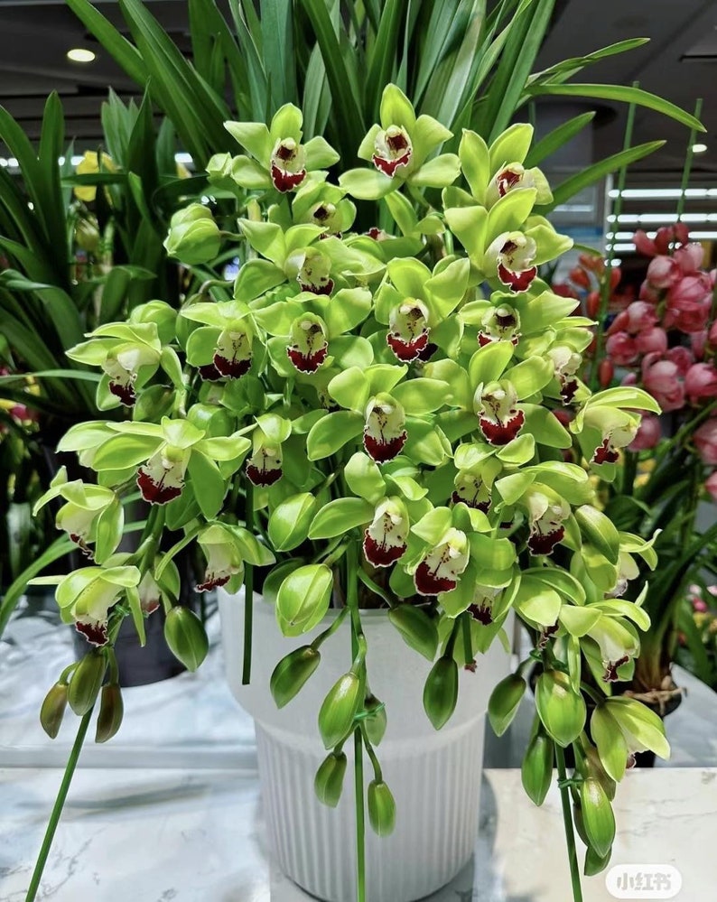 Cymbidium orchid/蕙兰live plant in a 4 inches nursery pot. No flowers now. image 1