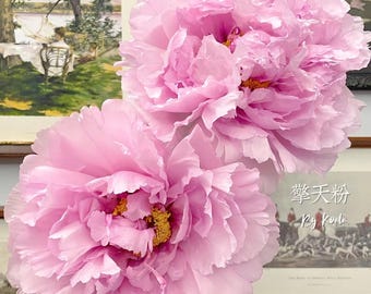 May include: Two large, light pink peony flowers with ruffled, layered petals and bright yellow centers. The blooms are full and rounded, showcasing delicate, thin petal textures. The flowers are positioned in front of framed wall art.
