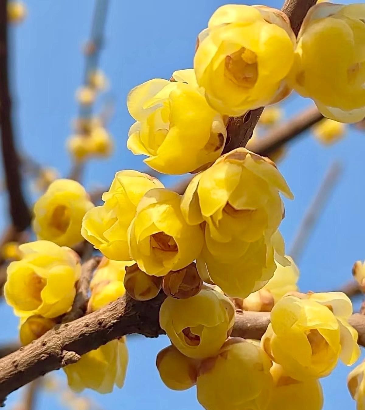 Wintersweet 