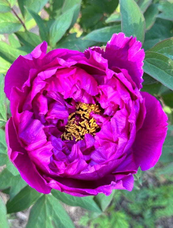 Pre-sell-tree Peonies / Random Variety /bare Root With 2-3