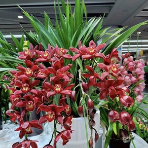 Cymbidium orchid/蕙兰live plant in a 4 inches nursery pot. No flowers now. image 4