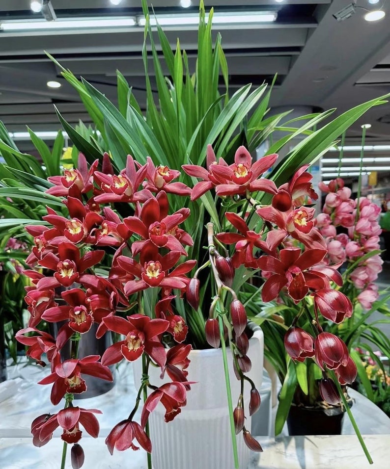 Cymbidium orchid/蕙兰live plant in a 4 inches nursery pot. No flowers now. image 4