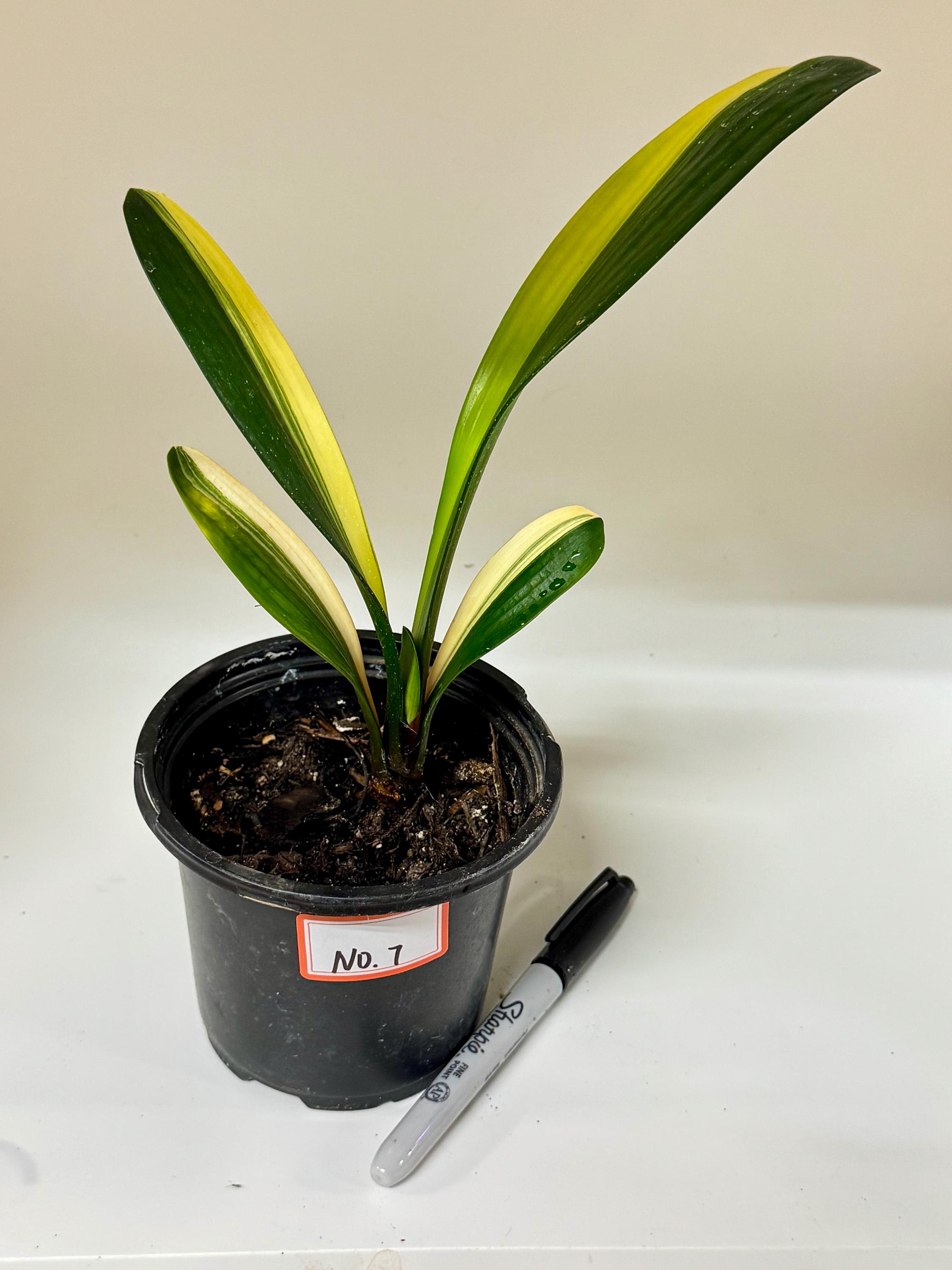 spathiphyllum sensation variegata Spathiphyllum Sensation Aurea Variegated Peace Lily 6” main image 1