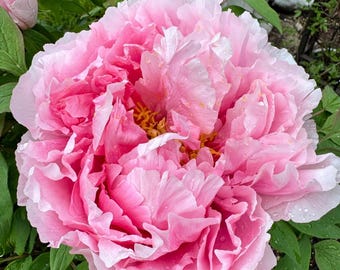 May include: A large, fully bloomed peony flower with ruffled, light pink petals and a vibrant yellow center. The flower is covered in small water droplets and is surrounded by deep green, serrated leaves on a plant with other buds.