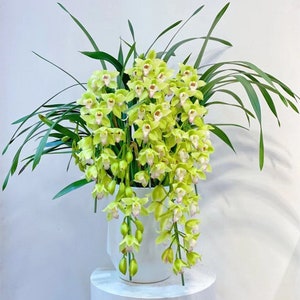 Cymbidium orchid/蕙兰live plant in a 4 inches nursery pot. No flowers now. image 7