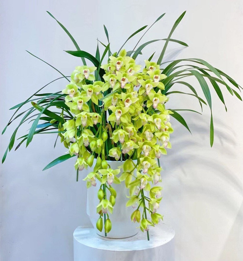 Cymbidium orchid/蕙兰live plant in a 4 inches nursery pot. No flowers now. image 7