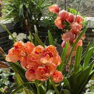 Cymbidium Orchid "Dream"/梦境 Live plant in a nursery pot. No flowers now.