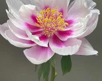 Puede incluir: Primer plano de una flor de peonía con pétalos blancos bordeados de rosa y un centro magenta vibrante. El centro de la flor presenta estambres amarillos. El tallo y las hojas verdes contrastan con el fondo gris.
