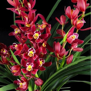 Cymbidium Orchid"Double Delight"/红双喜Live plant in a nursery pot. No flowers now.