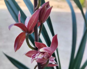 Cymbidium Orchid"Purple Element"/ 紫元素Live plant in a nursery pot.