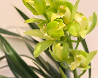 Cymbidium Orchid"Green fairy”/绿精灵Live plant in a nursery pot no flowers now