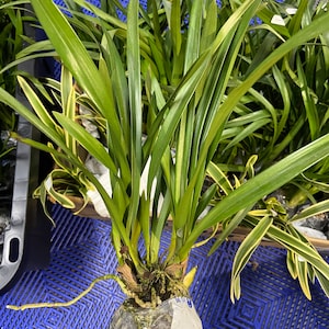 Cymbidium orchid/蕙兰live plant in a 4 inches nursery pot. No flowers now. image 2