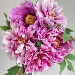 Tree Peony “ 廉田锦/藤染衣/kamada-nishiki”bare Root With 2-3