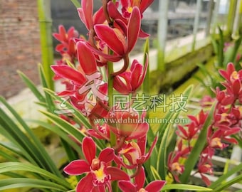 Cymbidium Orchid"Golden-Edged Ruby"/ 金边红宝石Live plant in a nursery pot.  No flowers now.